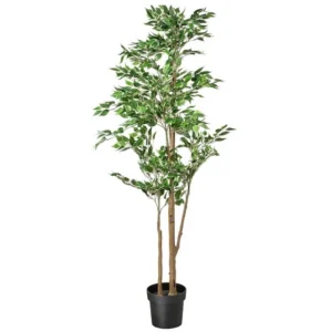 Hyra träd till event